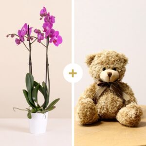Orchid Hug