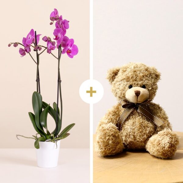 Orchid Hug