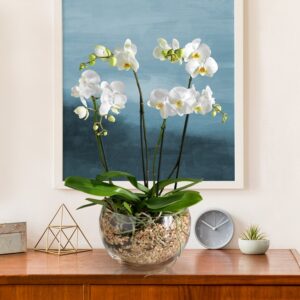Royal White Orchid Bowl