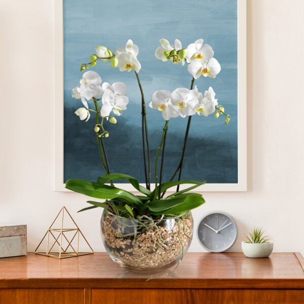 Royal White Orchid Bowl