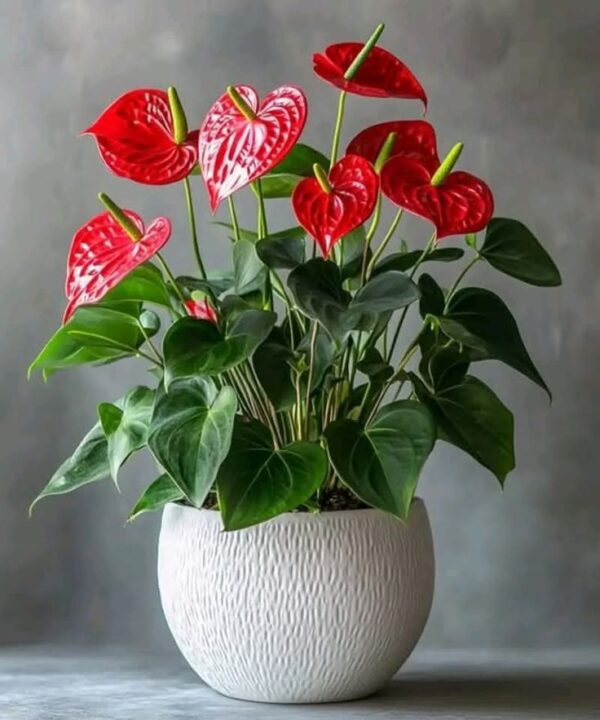 Anthurium Touch - Image 2