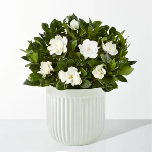Gardenia Grace