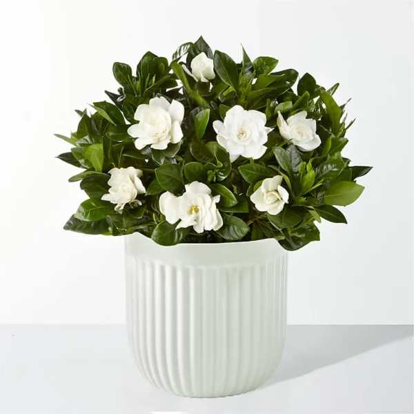 Gardenia Grace
