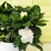 ⁦Gardenia Grace⁩ - الصورة ⁦2⁩