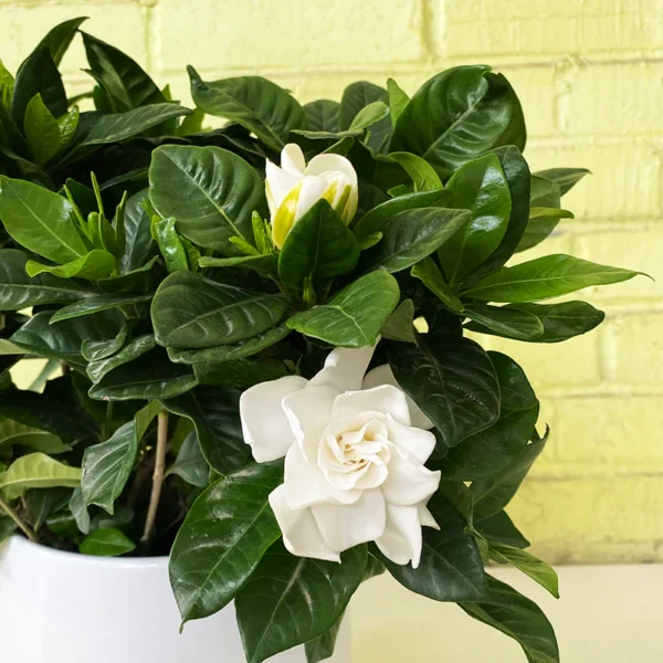 Gardenia Grace - Image 2