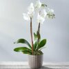 Royal White Orchid - Image 3