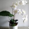 Royal White Orchid - Image 4