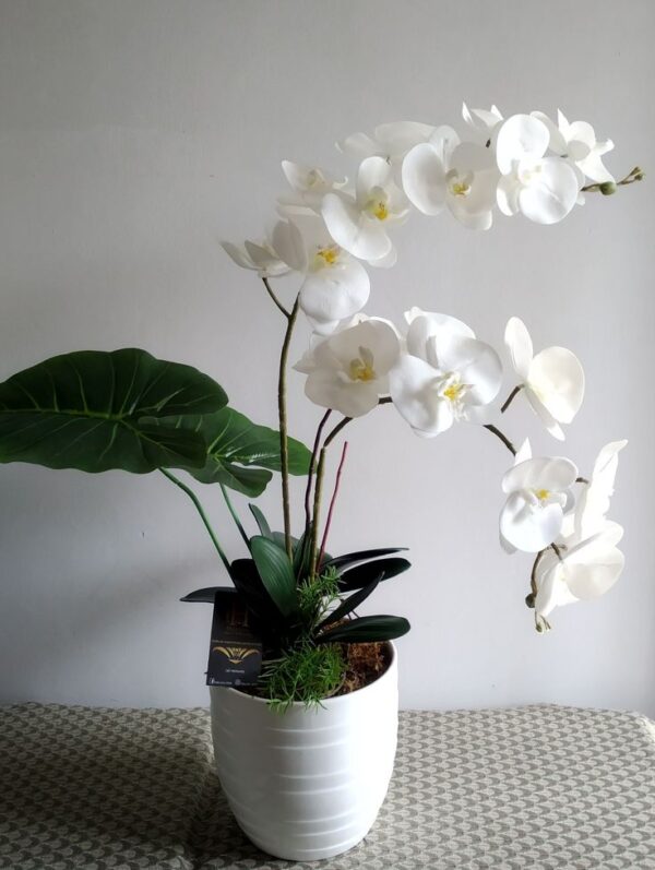 Royal White Orchid - Image 4