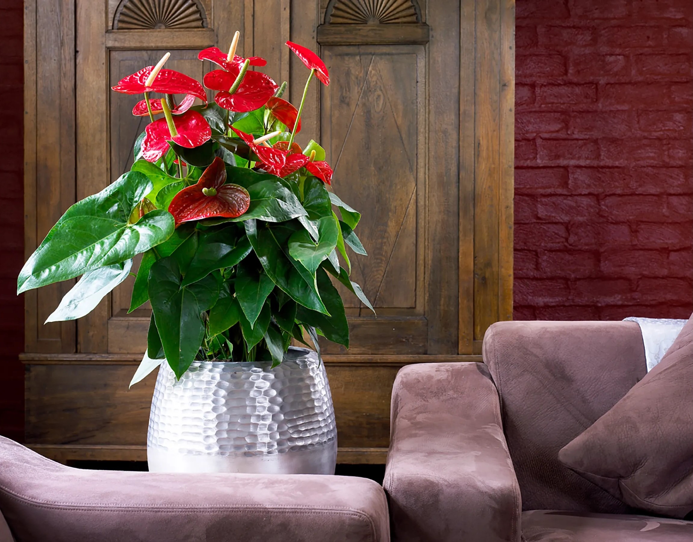 Anthurium Touch 3 Anthurium Touch - الصورة 3