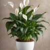 Pure Peace Lily - Image 3