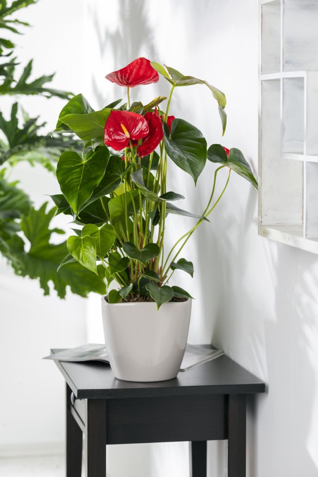 Anthurium Touch 4 Anthurium Touch - الصورة 4