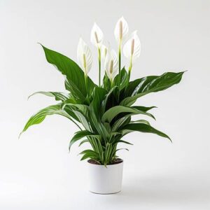 Pure Peace Lily
