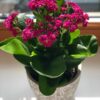 ⁦Kalanchoe Plant⁩ - الصورة ⁦2⁩