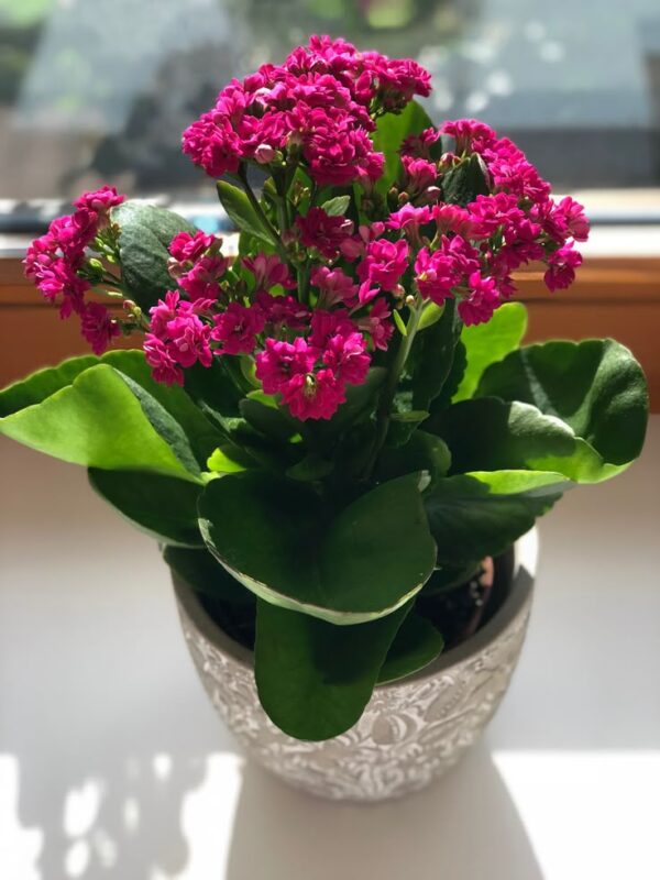 Kalanchoe Plant - Image 2