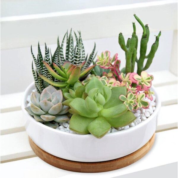 Elegant Succulent Arrangement - Image 3