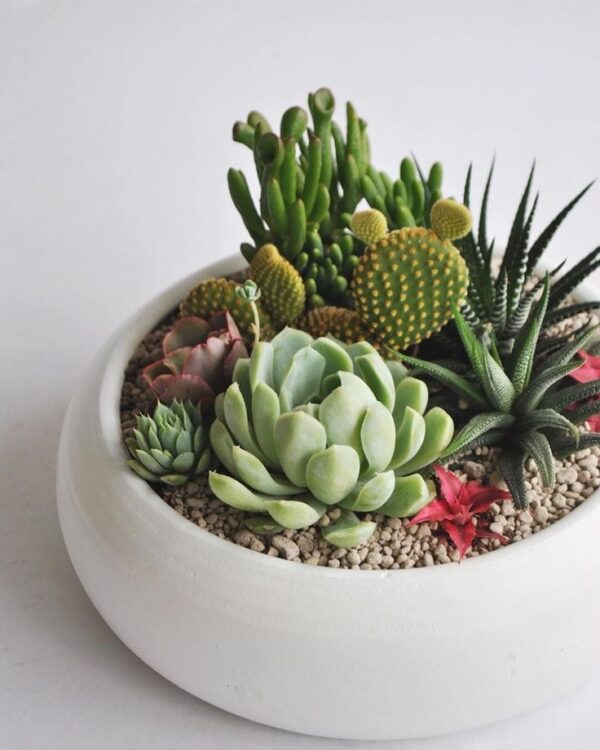 Elegant Succulent Arrangement - Image 2