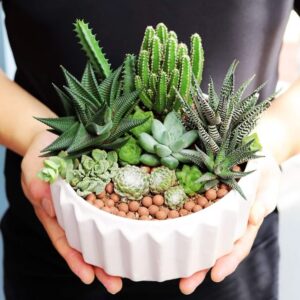 Elegant Succulent Arrangement