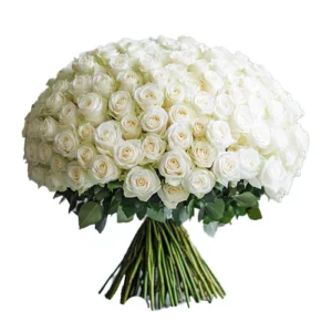 100 White Roses Elegance