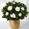 ⁦Gardenia Grace⁩ - الصورة ⁦3⁩