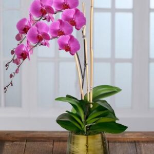 Royal Purple Orchid