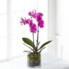 Royal Purple Orchid - Image 4
