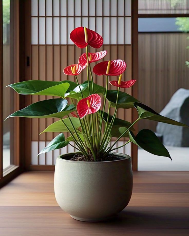 Anthurium Touch 1 Anthurium Touch