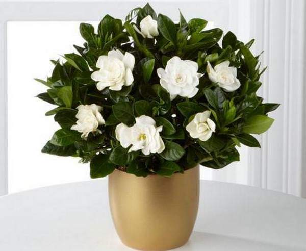 Gardenia Grace