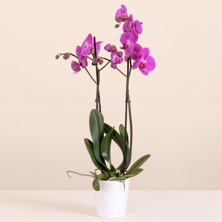 Royal Purple Orchid 3 Royal Purple Orchid - الصورة 3