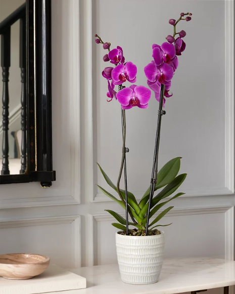 Royal Purple Orchid 2 Royal Purple Orchid - الصورة 2