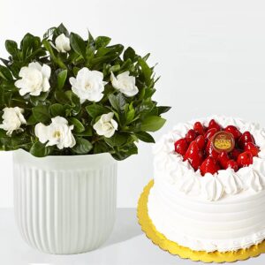 Gardenia Plant & Strawberry Cake