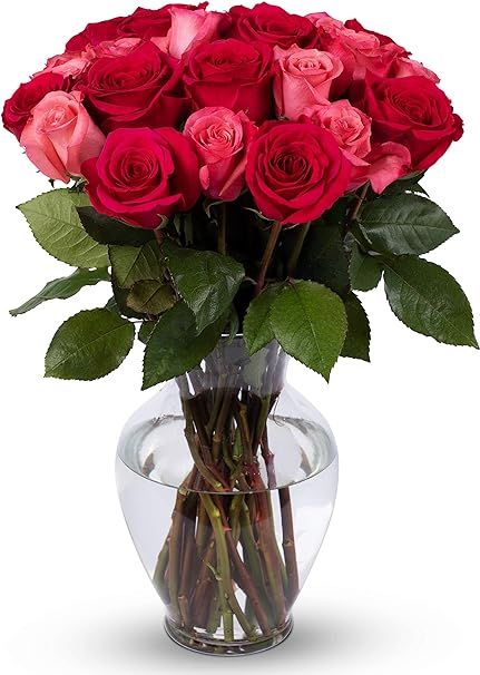 Pink & Red Rose