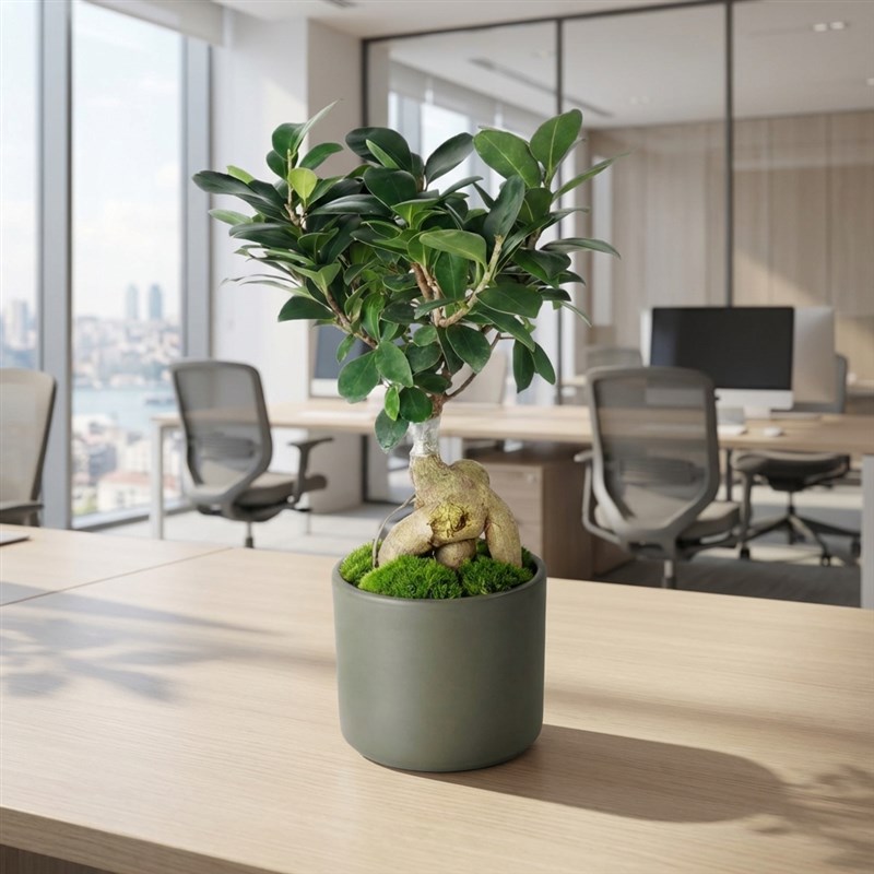 Ginseng Ficus Zen 1 Ginseng Ficus Zen