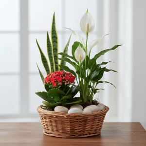 Lily & Greens Harmony