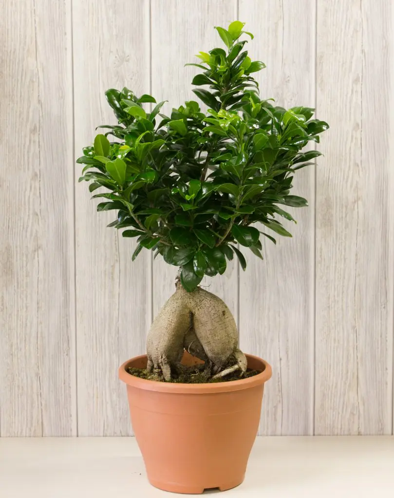 Ginseng Ficus Zen 2 Ginseng Ficus Zen - Image 2