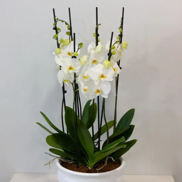 Orchid Serenity