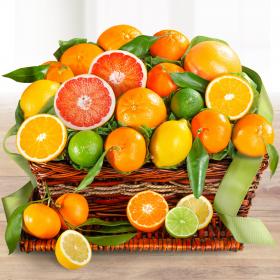 Citrus Harvest