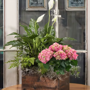 Lily Peace Garden Box