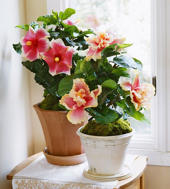 Best Flower Delivery in Amman (2026 Guide) 2 324e4eceda144082a8c67a62e1fe0d74 Best Flower Delivery in Amman (2026 Guide) - WowWard ورد وهدايا عمان