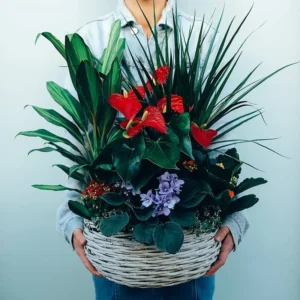 Anthurium Green Basket
