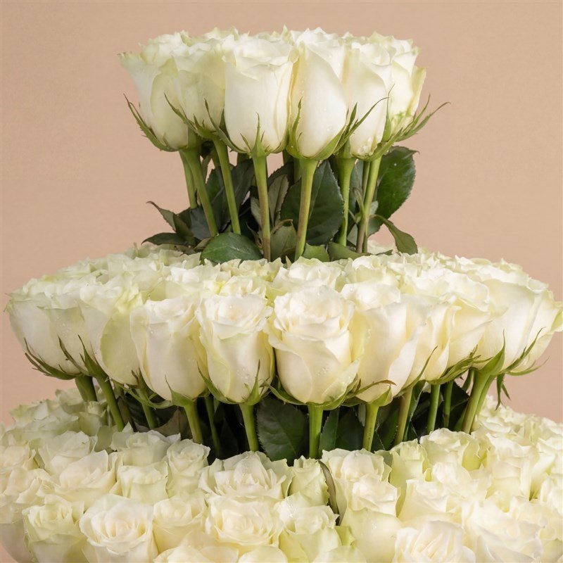 White Rose Royal Box product thumbnail 2