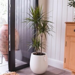 12-1-1.jpg Dracaena Marginata Plant - 120 cm