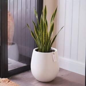 13-1-1.jpg Sansevieria Plant