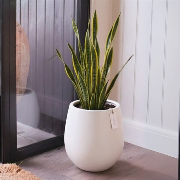 Sansevieria Plant Amman | WowWard Flower & Gift Delivery