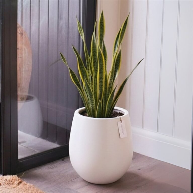 Sansevieria Plant Amman | WowWard Flower & Gift Delivery