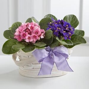 15-1.jpg Mini Bloom Duo
