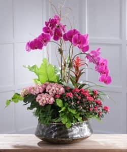 18-1.jpg Orchidea Mix