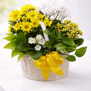 1fa20721-445b-44d9-9024-f01322c9a980.png Bloomify