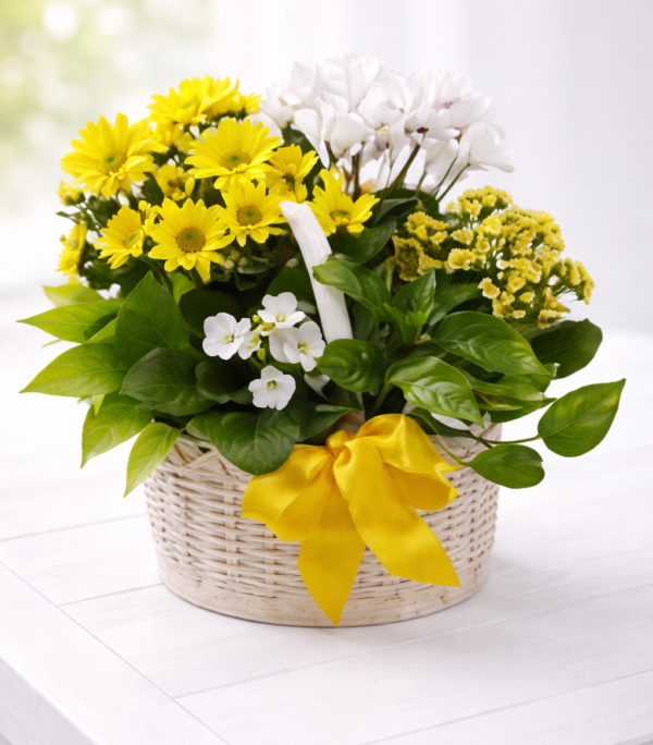 Bloomify Amman | WowWard Flower & Gift Delivery