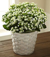 23.jpg White Kalanchoe