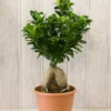 25-7.webp Ginseng Ficus Zen